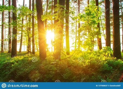 Sunshine in spring forest stock image. Image of park - 137568037