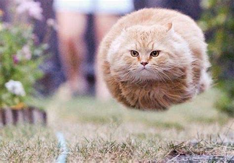 Hover Cat May Be The Original But Thanks To The Magic Of A Perfectly