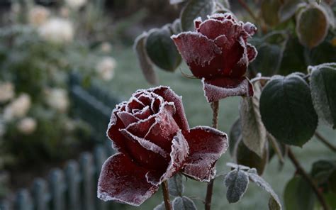 Frozen Roses Wallpapers Wallpaper Cave