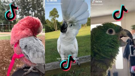 Funny Parrots Smart Talking Birds Tiktok Compilationp1 Youtube