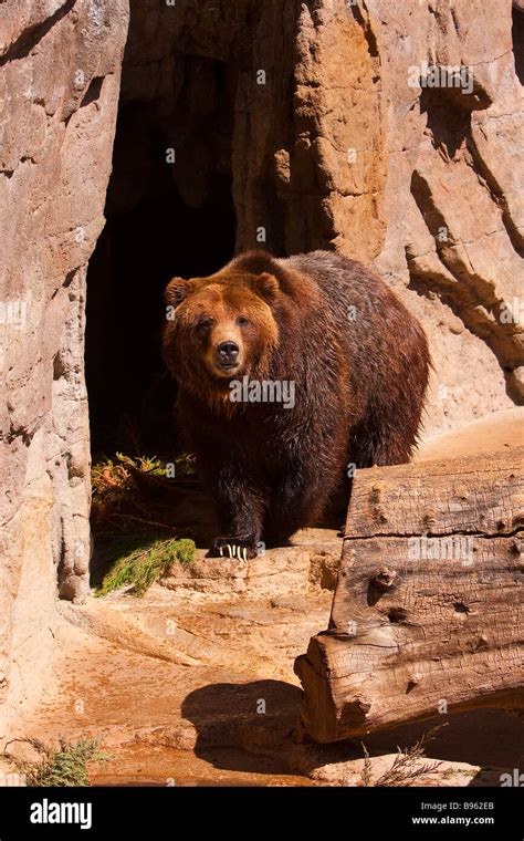 Grizzly Bear At The Denver Zoo Stock Photo Alamy