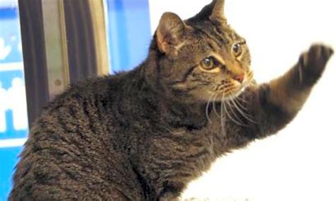 At the shelter, ask an adoption counselor for assistance when you wish to spend more time with individual cats. These Seattle-based cats are up for adoption and in need ...