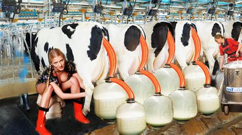 Pretty Girls Milk Cows Hoofs Care Treatment Trimming Tails Formula Feeding Calves Youtube