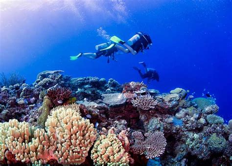 Diving In Fiji Diving Holiday Mantaray Island Resort