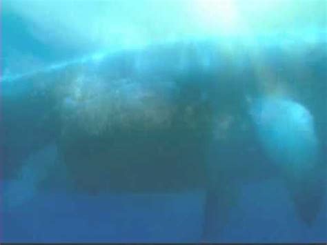 Humpback whales are known for their spectacular aerial behaviours. Whale Talk - YouTube