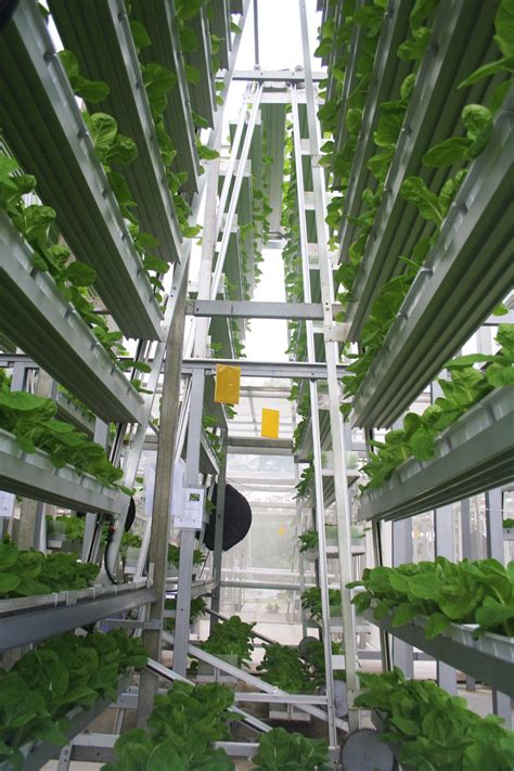 Sky High Vegetables Vertical Farming Sprouts In Singapore Vermont