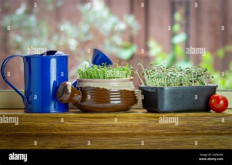 Mustard And Cress High Resolution Stock Photography and Images - Alamy