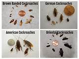 Images of Cockroach Identification