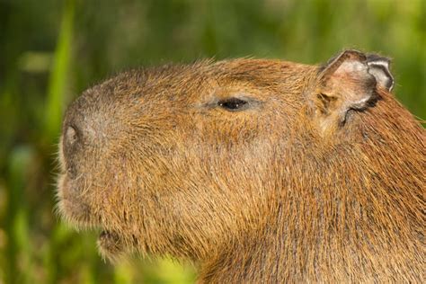 Detailed Close Up Of Capybara Head In Profile Stock Photo Image Of