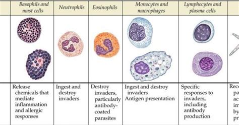 Leukocytes Neutrophils Lymphocytes Monocytes Eosinophils Basophils