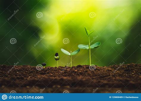 Seedling Growth Planting Trees Watering A Tree Natural Light Stock