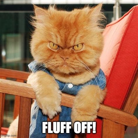 Fluff Off Angry Cat Imgflip