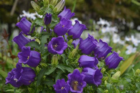 Campanula Seed Bell Garden Companywholesale Plant Seedsalive Roots