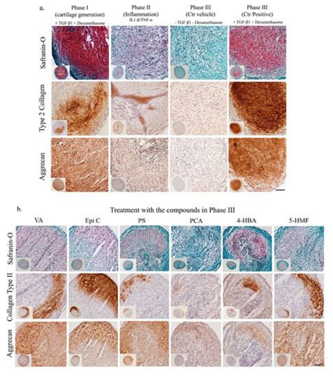 ijms free fulltext cell death in chondrocytes