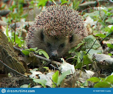 3d Photo Of A Wild Hedgehog In The Forest Stock Photo Image Of