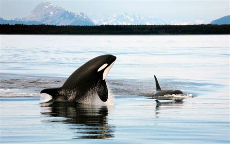 Orcas Killer Whale Facts And Adaptations Orcinus Orca In Antarctica