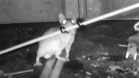 Adorable Moment Hidden Camera Catches Squeaky Clean Mouse Tidying Up