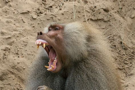 Yawning Baboon A Big Male Baboon Showing His Big Mouth Wit Flickr