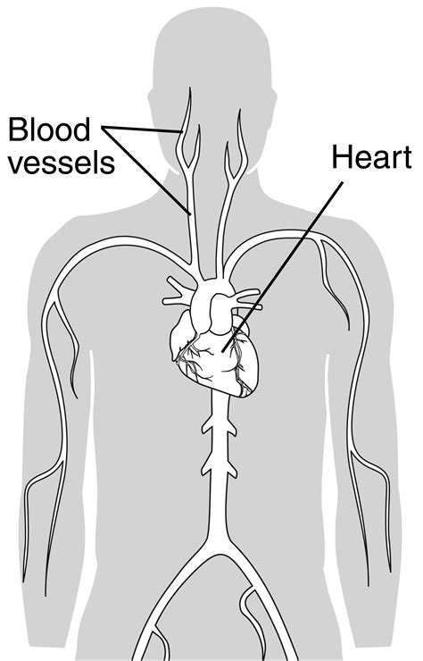 These vessels transport blood cells, nutrients, and oxygen to the tissues of the body. Torso with the heart and blood vessels labeled | Media ...