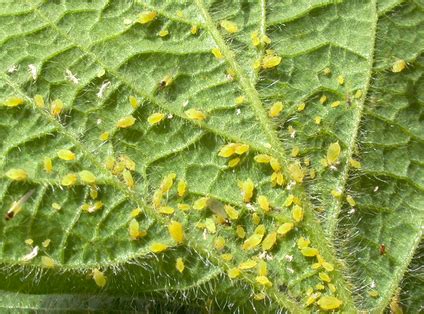 How are citrus trees affected by citrus mites? Citrus Pest & Disease | LemonCitrusTree