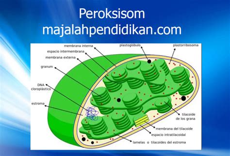 Struktur sel hewan sel hewan. Sel Hewan - Struktur, Gambar, Pengertian, Dan Fungsinya