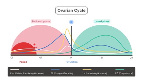 The Menstrual Cycle Phases Of Your Cycle