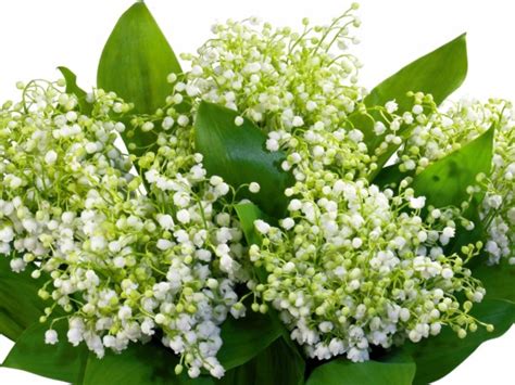 Les brins de muguet pourront être replantés facilement. Porte Bonheur Photo Gros Bouquet De Muguet - almoire