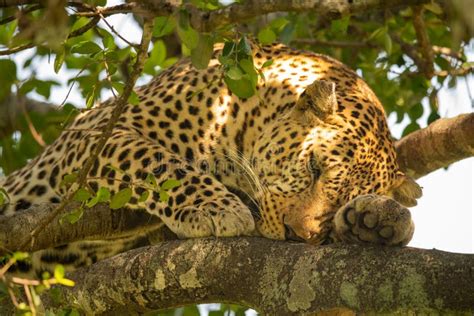 Leopard Cub Lying In Tree Nuzzling Mother Stock Image Image Of