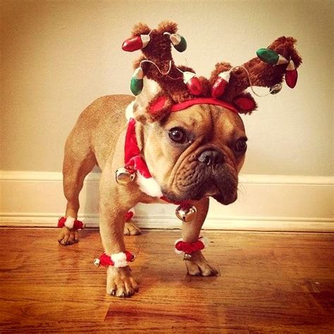 Dogs Who Are So Over Christmas