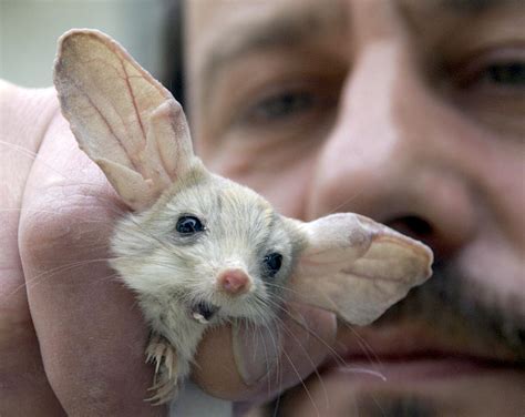 This Rodent Has The Largest Ears Relative To Its Body On Earthand It