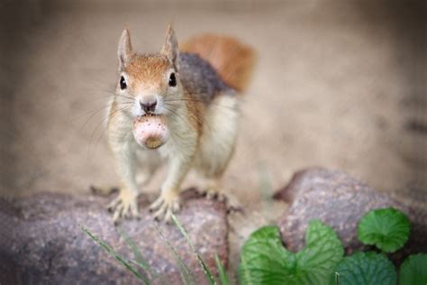 775899 Rodents Squirrels Nuts Rare Gallery Hd Wallpapers