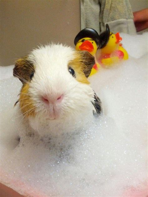give  guinea pig  bath nishiohmiya golfcom