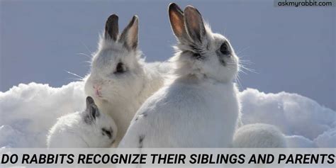 Do Rabbits Recognize Their Siblings And Parents