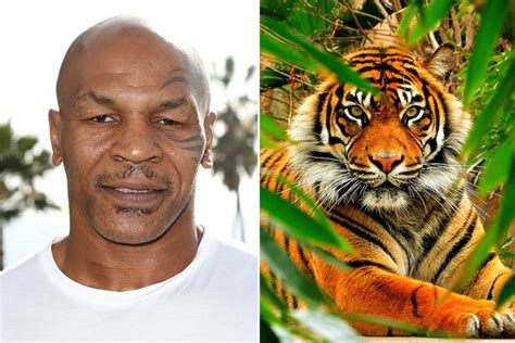 5 Of The Most Expensive Celebrity Pets Ever From Mike Tysons Tigers