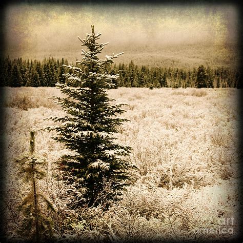 Christmas Tree In A Pine Tree Forest In A Snow Covered Field In