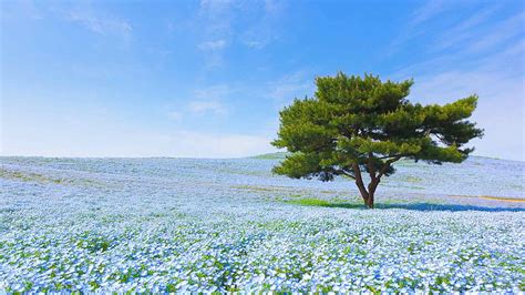 Enjoy Hitachi Seaside Park And Its 4 Vibrant Seasons Of Flowers｜the Gate