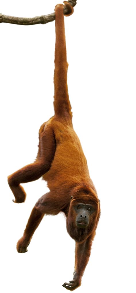 Monkey Hanging From Tree Png Transparent How To Create A Hanging