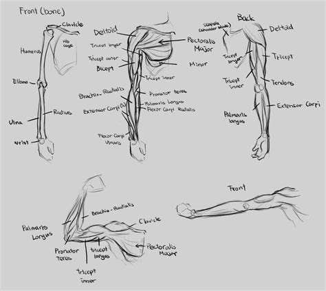 Anatomy Arm By Renevatia On Deviantart