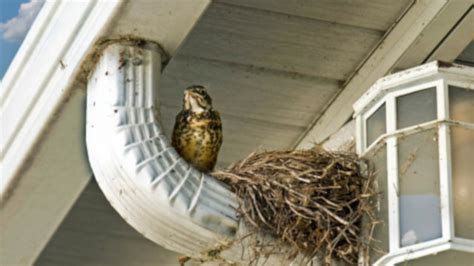 Birds Nesting Around Your Home Summit Wildlife Control