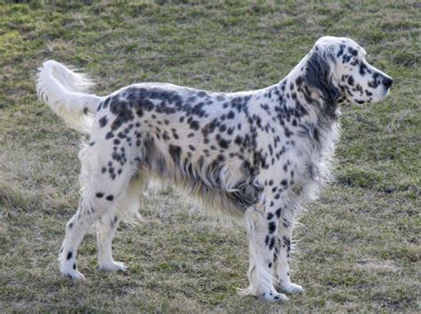 English Setter Info Temperament Lifespan Puppies Pictures