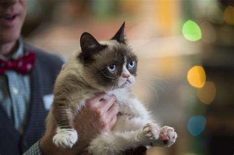 Grumpy Cat Movie 11 Most Ridiculous Moments From Grumpy Cats Worst