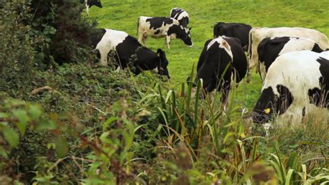 Cows Eating Grass Stock Footage Video 10442894 Shutterstock