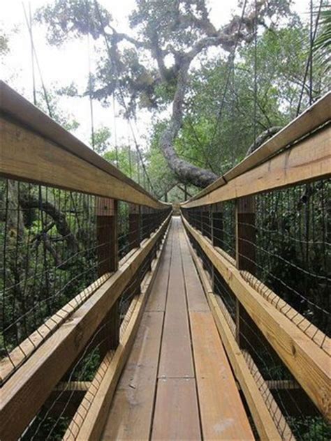 Early walkways consisted of bridges between trees in the canopy of a forest; canopy walkway - Picture of Myakka Canopy Walkway ...