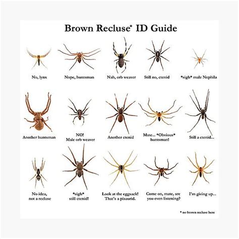 Spider Identification Chart Dangerous Spiders Spiders Scary Alchemy