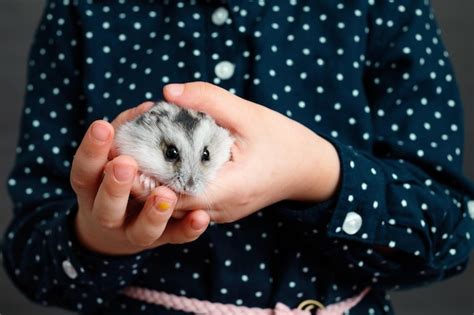 Premium Photo The Kid Holds A Grey Hamster In His Hands Hands Of A