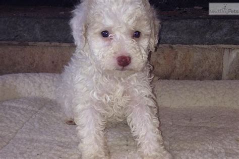 House of lagotto romagnolo is located in yuba city ca. Meet orange and white a cute Lagotto Romagnolo puppy for ...