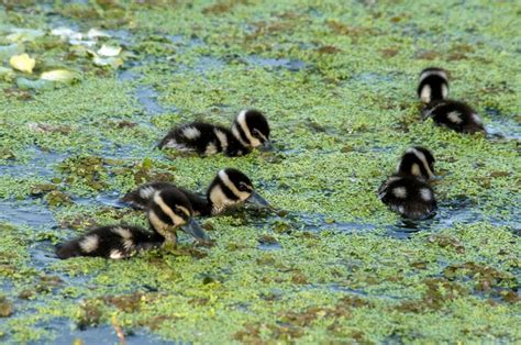 Black Bellied Whistling Duck Facts Habitat Lifespan Pictures