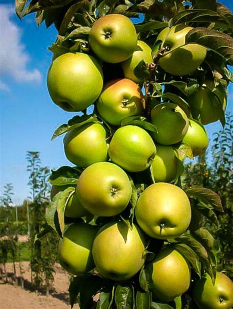 Browse and order online today! Golden Delicious Apple Tree For Sale | The Tree Center ...