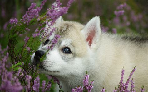 Animals Dogs Babies Puppy Cute Eyes Flowers Wallpaper 1920x1200
