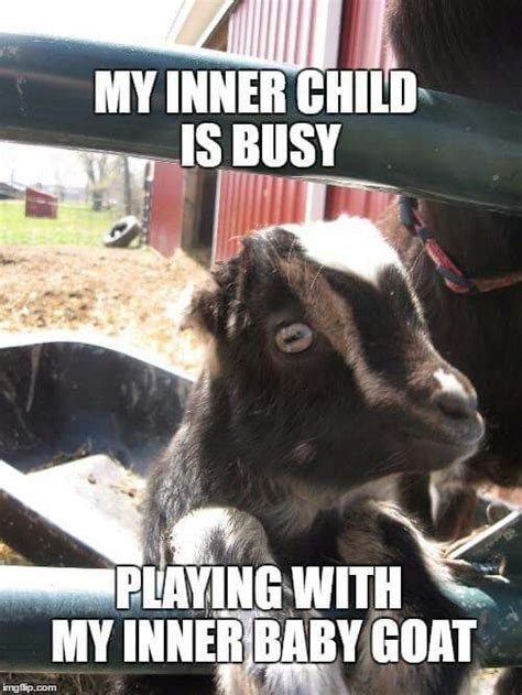 808 Best Images About Gotta Love Goats And Sheeps On